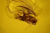 Two Fossil Flies (Diptera) In Baltic Amber #139069-1